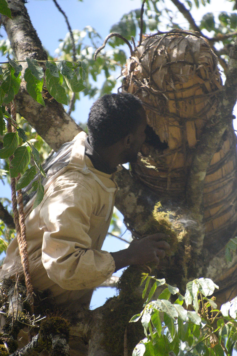 ahb_beekeeping_09