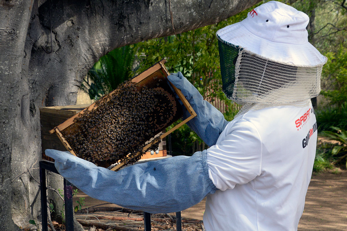 ahb_beekeeping_11
