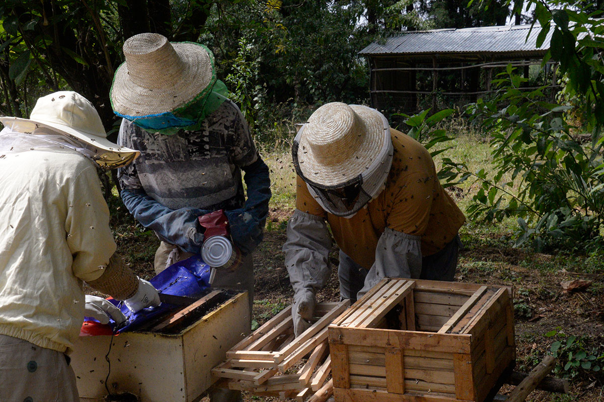 ahb_beekeeping_12