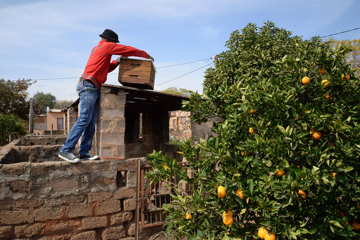 ahb_beekeeping_13