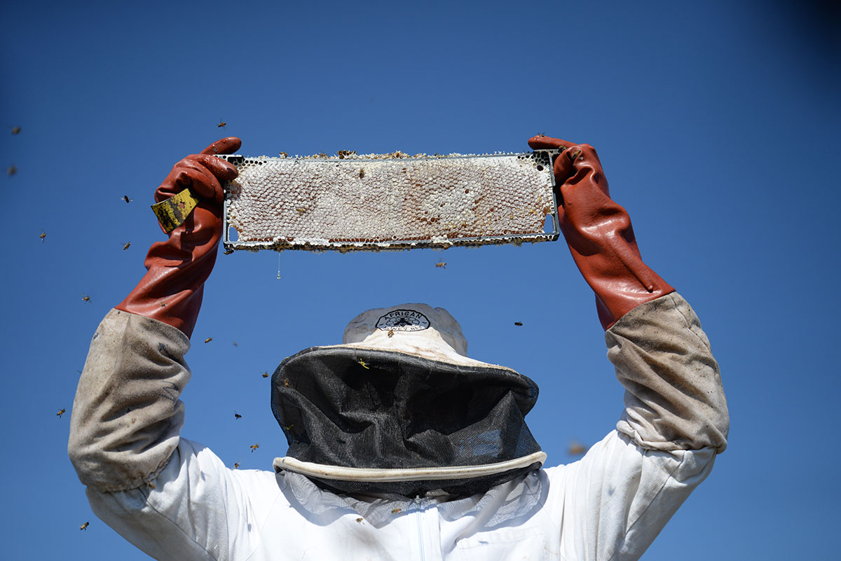 ahb_beekeeping_14