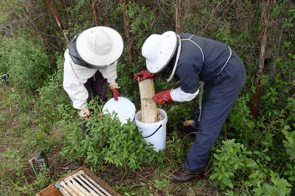 ahb_beekeeping_15