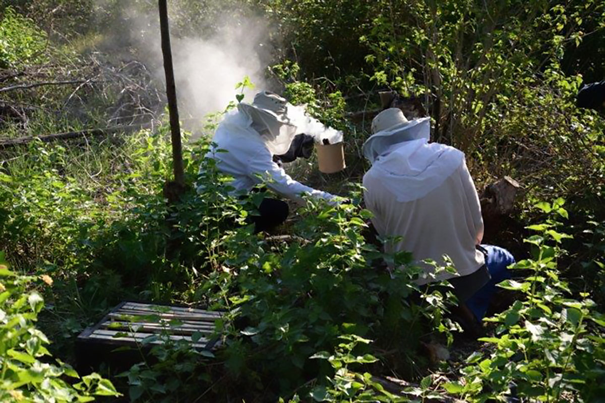 ahb_beekeeping_16