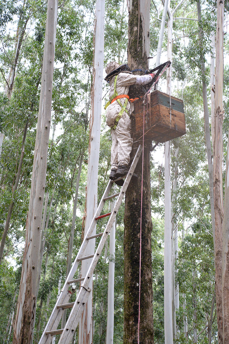 ahb_beekeeping_19